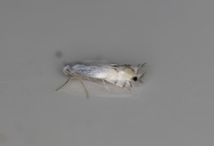 Phyllocnistis vitifoliella