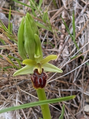 Ophrys sphegodes massiliensis