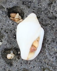 Maculastrombus maculatus