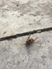 Vespa velutina
