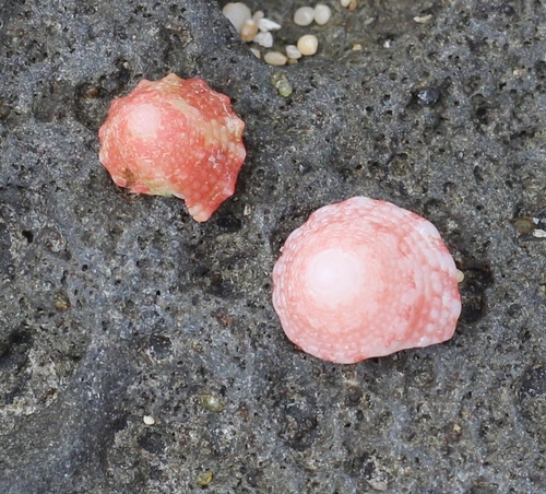 Trochus intextus observed 2017-10-05