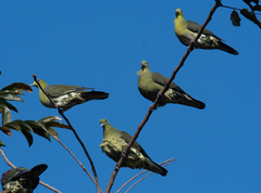 Treron formosae formosae