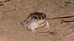 Sclerophrys xeros