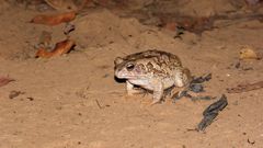 Sclerophrys xeros
