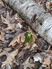 Podophyllum peltatum