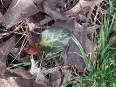 Pyrola americana