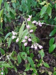 Lepidaploa canescens