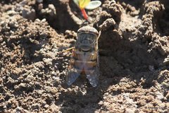 Copestylum isabellina