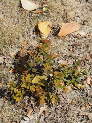 Phyllanthus reticulatus