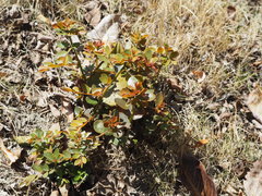 Phyllanthus reticulatus