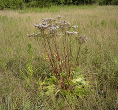 Arnoglossum plantagineum