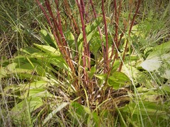 Arnoglossum plantagineum