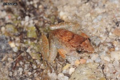 Limnonectes plicatellus