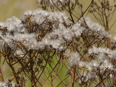 Arnoglossum plantagineum
