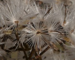 Arnoglossum plantagineum