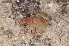 Limnonectes plicatellus
