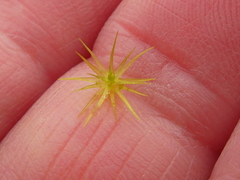 Campylopus bartramiaceus