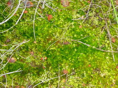 Campylopus bartramiaceus