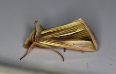 Plusia venusta