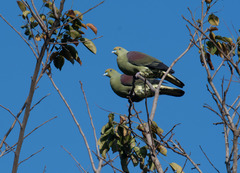 Treron formosae formosae