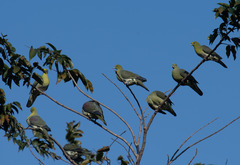 Treron formosae formosae