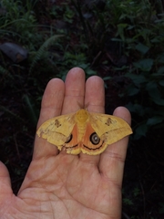 Automeris jucunda