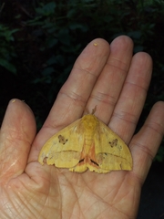 Automeris jucunda