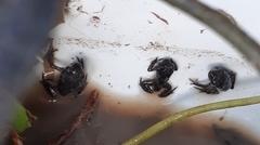 Myobatrachoidea