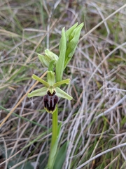 Ophrys sphegodes massiliensis