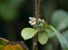 Rubus wallichianus