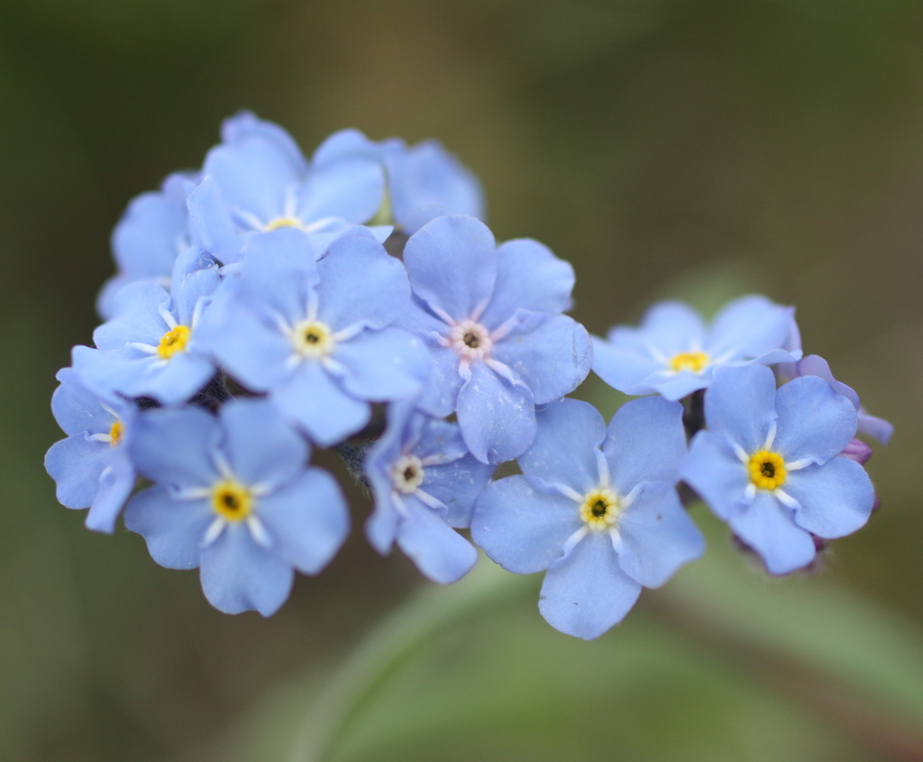 Myosotis imitata