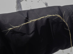 Elymus sibiricus
