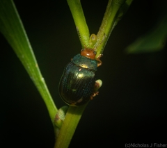 Calomela ruficeps