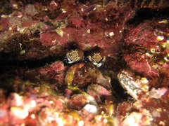 Gnathophyllum elegans