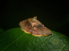 Corgatha omopis