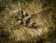Barea eucapnodes