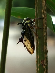 Heteronotus vespiformes