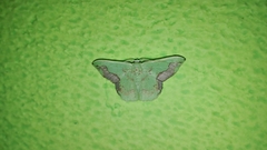 Phrudocentra janeira