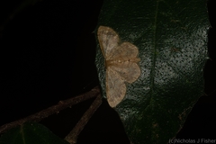 Idaea pilosata