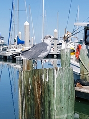 Leucophaeus atricilla