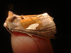 Autographa bractea