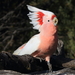 Pink Cockatoo - Photo (c) Jeff Melvaine, some rights reserved (CC BY-NC), uploaded by Jeff Melvaine