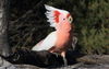 Pink Cockatoo - Photo (c) Jeff Melvaine, some rights reserved (CC BY-NC), uploaded by Jeff Melvaine
