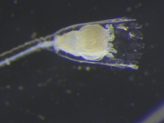 Clytia hemisphaerica