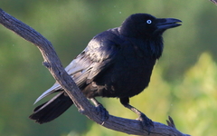 Corvus coronoides perplexus