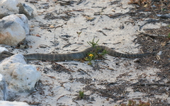 Acanthophis antarcticus