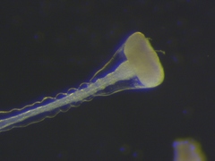 Clytia hemisphaerica