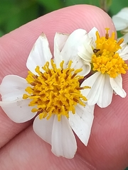 Bidens alba