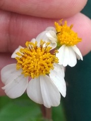 Bidens alba