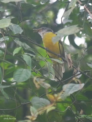 Gray-headed Greenbul